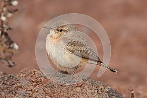 Rock Wren Salpinctes obsoletus