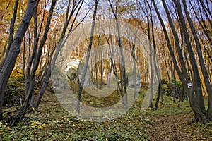 rock in a yellow autumn forest