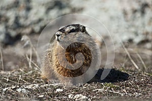 Rockchuck (Marmota caligata)