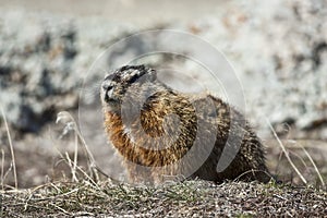 Rockchuck (Marmota caligata)