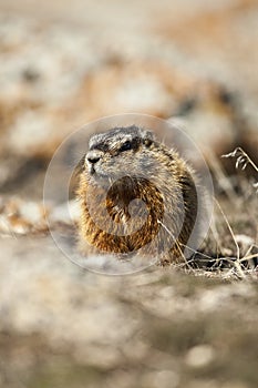 Rockchuck (Marmota caligata)