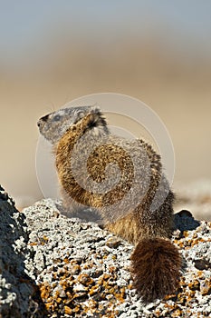 Rockchuck (Marmota caligata)