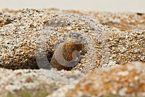 Rockchuck (Marmota caligata)