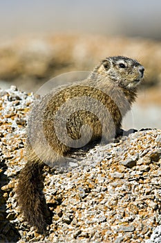 Rockchuck (Marmota caligata)