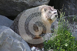 Rockchuck (Marmota flaviventris)