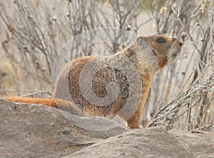 Rockchuck (Marmota flaviventris)