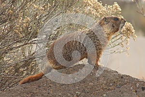 Rockchuck (Marmota flaviventris)