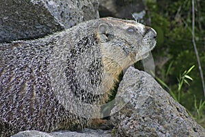 Rockchuck (Yellow-bellied Marmot)