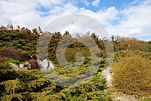 Rockery (alpine garden) in Kyiv botanical garden