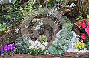 Rockery garden photo