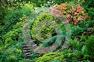 Rockery with rhododendrons