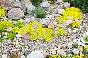 Rockery rock garden