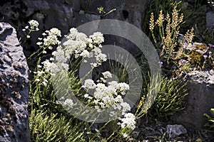 Rockery in spring with blossoming plants. Backlit photograph