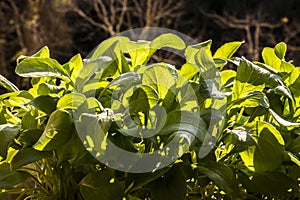 Rocket or arugula Eruca vesicaria leaves growing in the garden