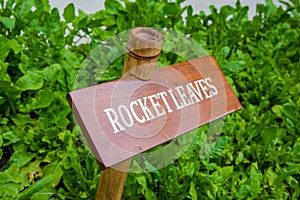 Rocket leaves plant in the garden