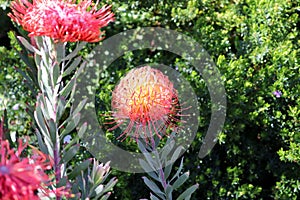 Rocket pincushion (leucospermum reflexum) flower with leaves : (pix Sanjiv Shukla)