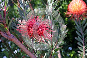 Rocket pincushion (leucospermum reflexum) flower with leaves : (pix Sanjiv Shukla)