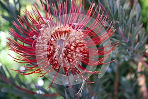 Rocket pincushion (leucospermum reflexum) flower with leaves : (pix Sanjiv Shukla)