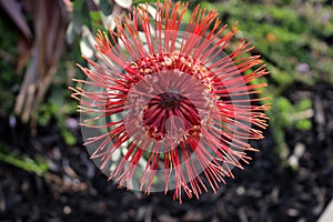 Rocket pincushion (leucospermum reflexum) flower with leaves : (pix Sanjiv Shukla)