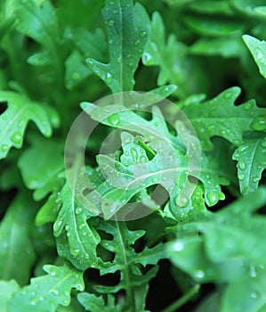 Rocket salad - closeup.