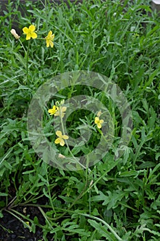 Rocket salad leaves and flowers - plant has gone to seed. Also k