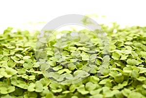 Rocket salad microgreens, compact sowing for early harvesting