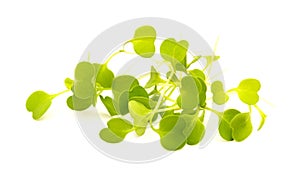 Rocket salad microgreens, compact sowing for early harvesting