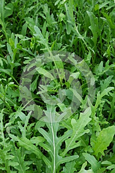 Rocket salad plant leaves growing in garden. Also known as Eruca sativa, arugula, rucola, rucoli, rugula, colewort, and roquette.