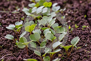 Rocket salad  seedlings in the vegetable garden. Germinate arugula seeds. Planting vegetables in spring. Farming during