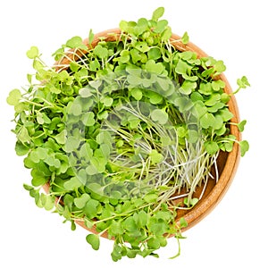 Rocket salad sprouts, arugula, in wooden bowl over white photo