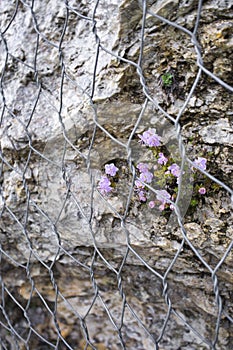 Rockfall protection nets