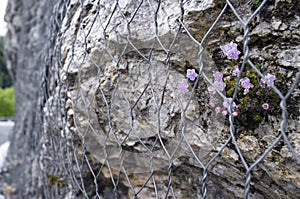 Rockfall protection nets