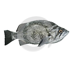 Rockfish photo