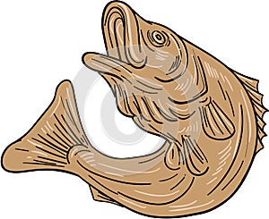 Rockfish Jumping Up Drawing photo