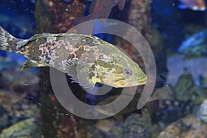 Rockfish or Ocean perch