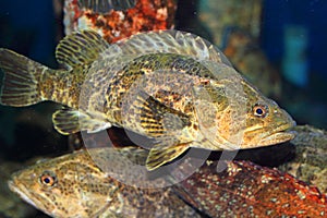 Rockfish or Ocean perch