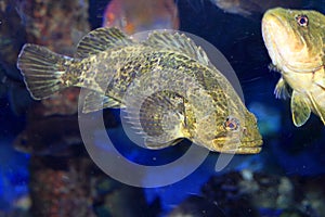 Rockfish or Ocean perch