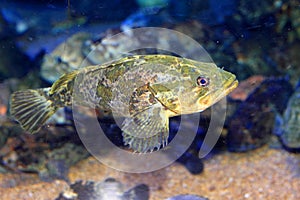 Rockfish or Ocean perch