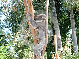 Rockhampton Koala and nature park , and city