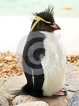 Rockhopper penguin