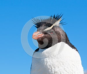 Rockhopper penguin photo