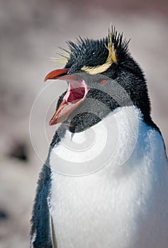 Rockhopper penguin