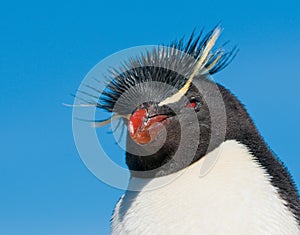 Rockhopper penguin photo