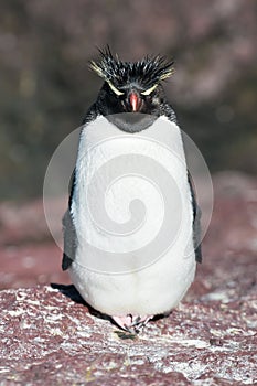 Rockhopper penguin photo