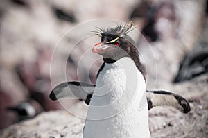 Rockhopper penguin