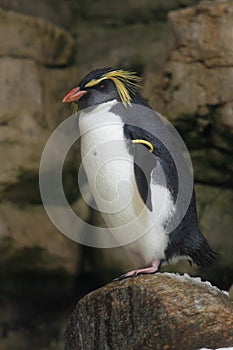 Rockhopper penguin photo