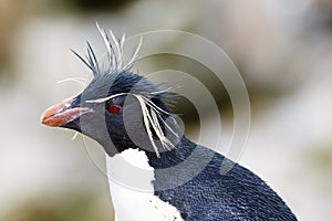 Rockhopper penguin photo