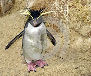 Rockhopper penguin