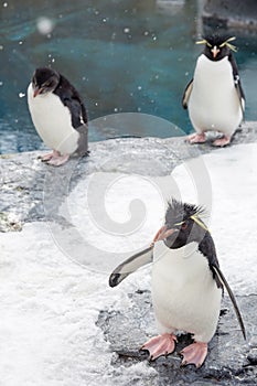 Rockhopper penguin