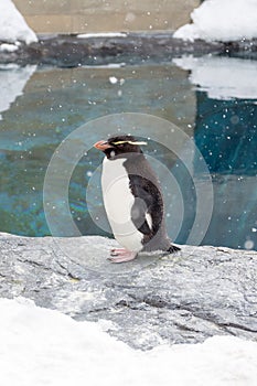 Rockhopper penguin